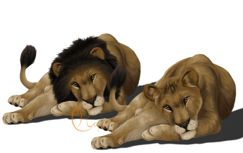 Couple de Lions