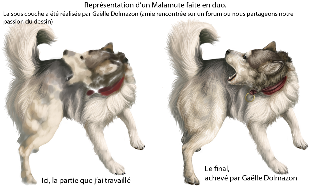 Malamute en Duo